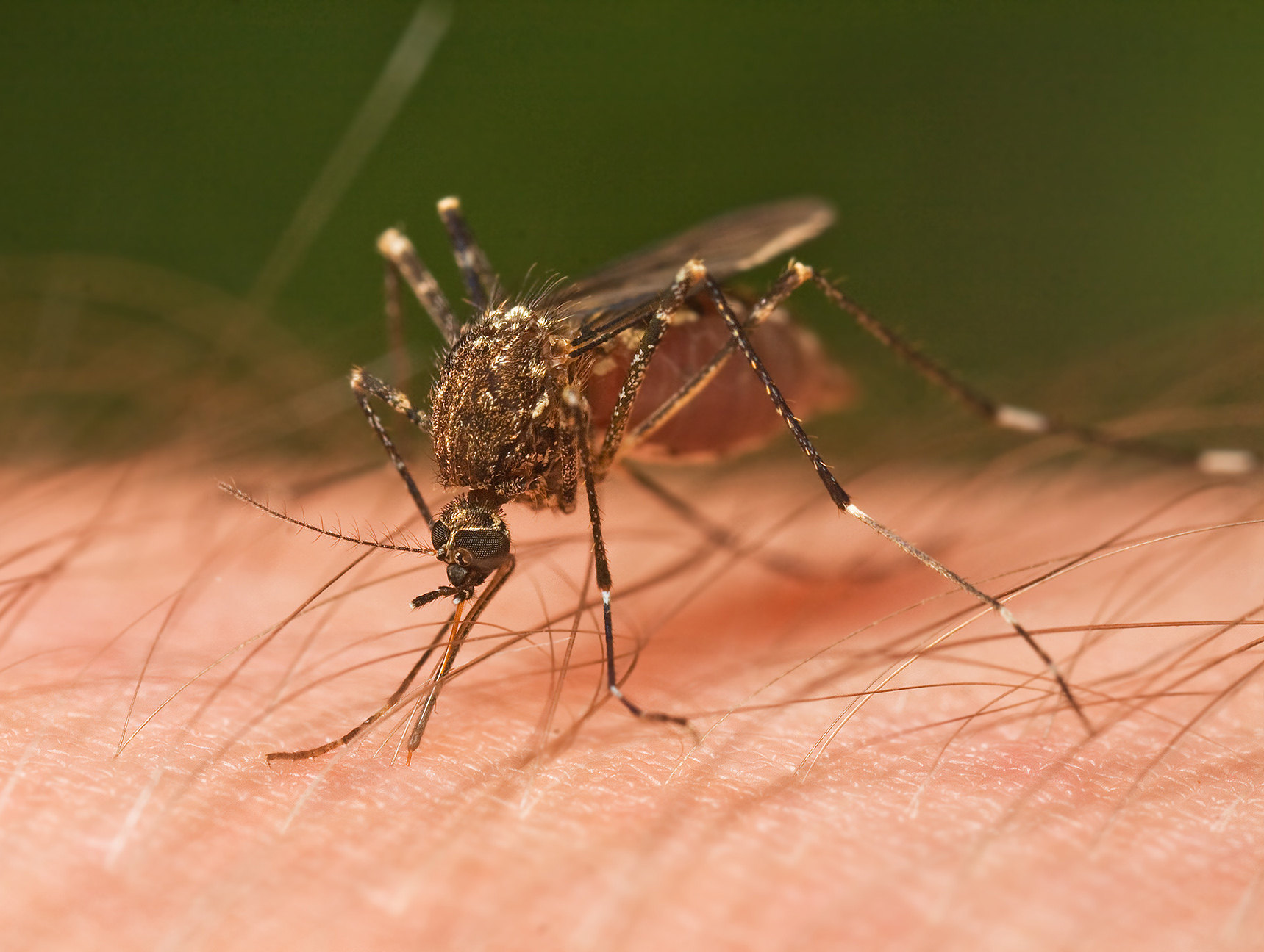 Featured_mosquito_tasmania_crop_26205