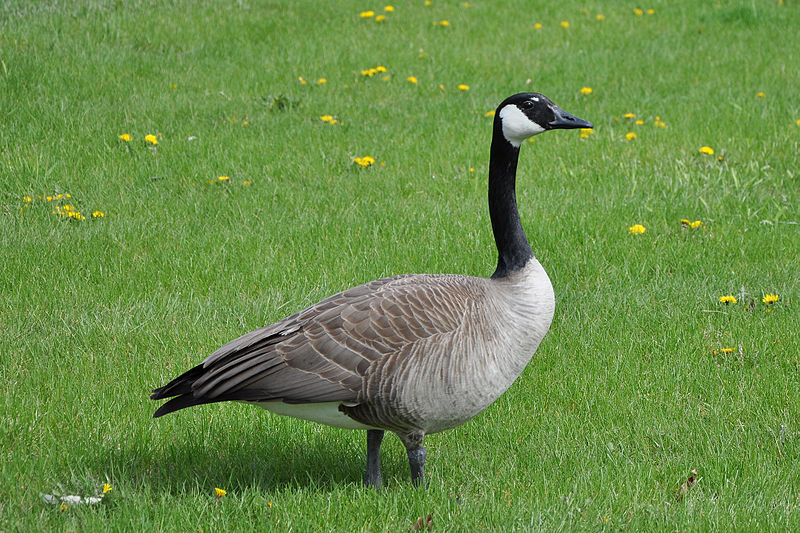 Canada goose hotsell wikipedia italiano