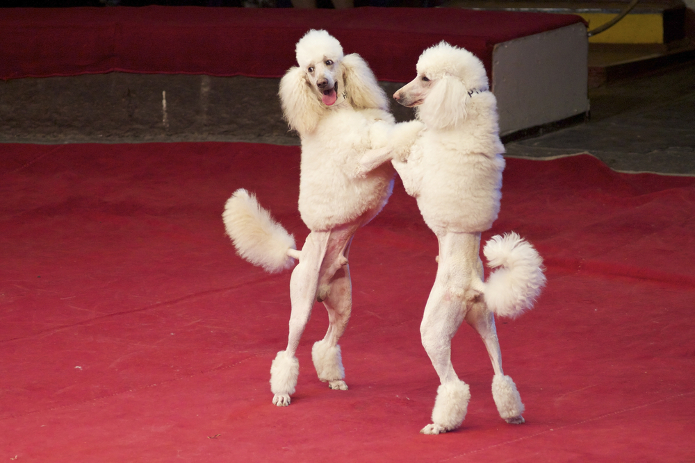 Featured_dancing_circus_dogs_50722