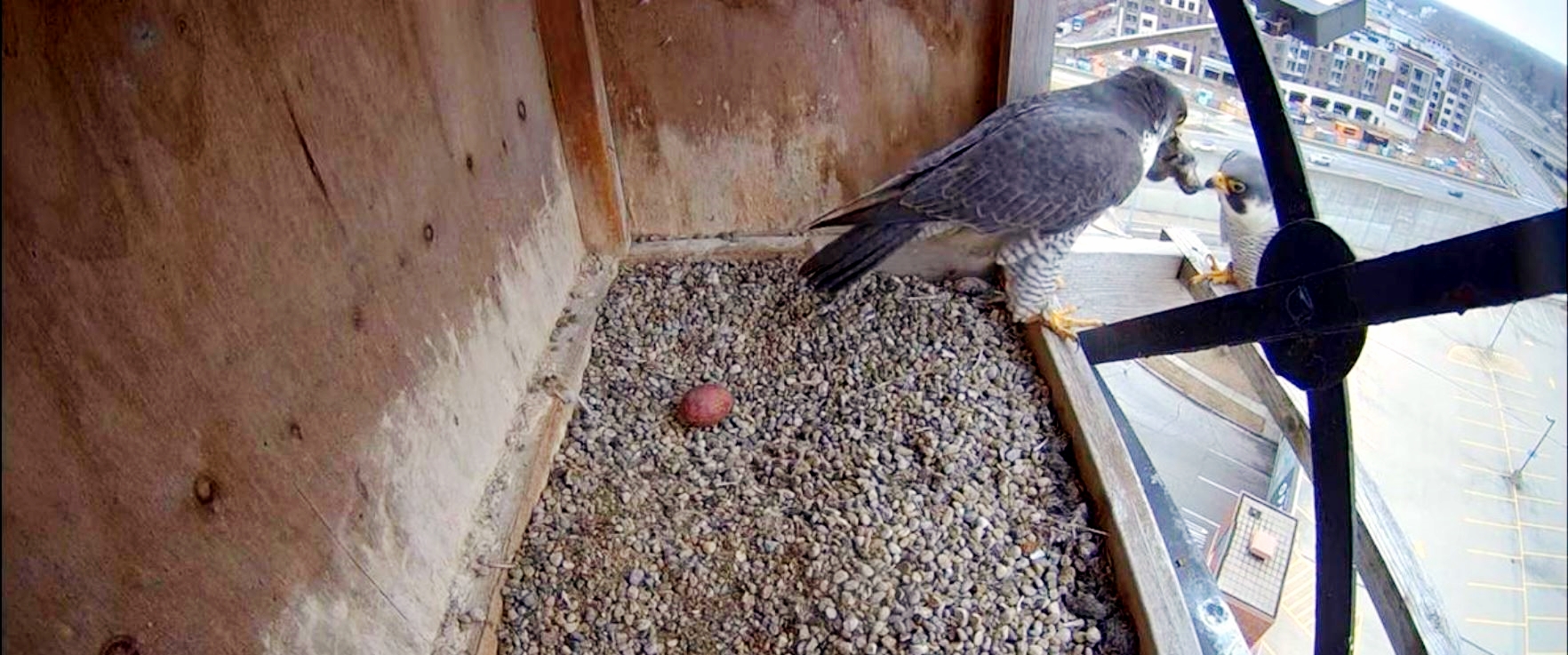 Deadline Detroit | Falcon family: Detroit Zoo nest now has four eggs, live  cam shows