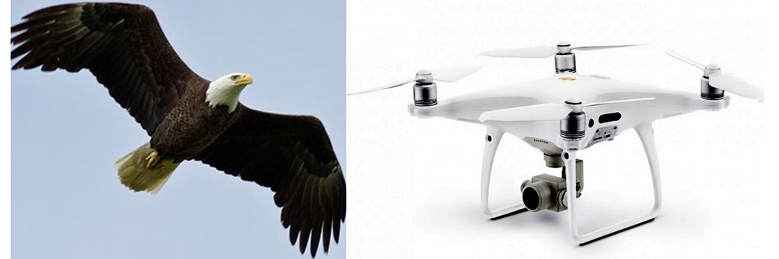 Deadline Detroit  Michigan EGLE drone 'drowns' after Michigan eagle's  aerial attack