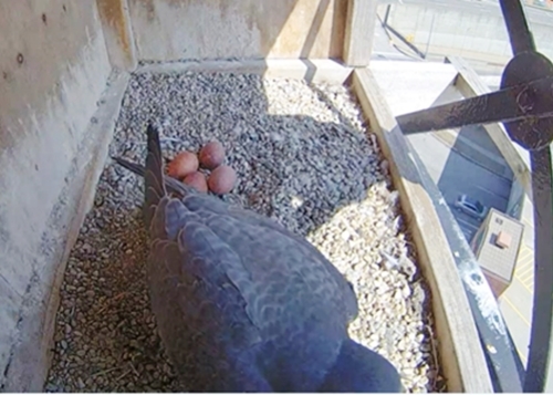 Featured_4_falcon_eggs__3-25_41324