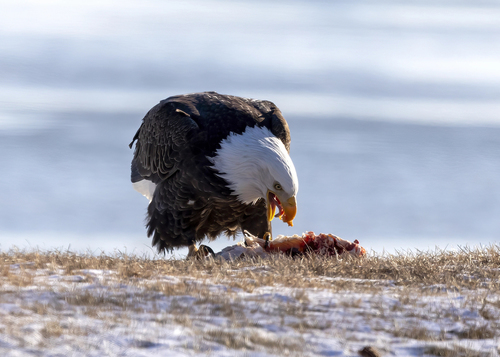 Featured_bald_eagle_59486