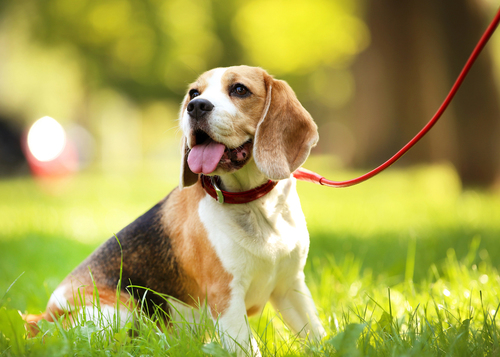 Featured_beagle_59326