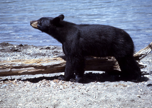 Featured_black_bear_7580