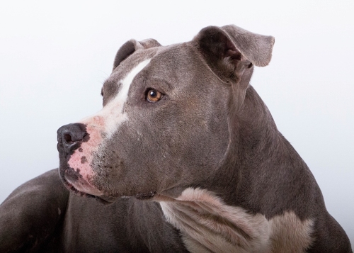 Featured_pitbull_59663